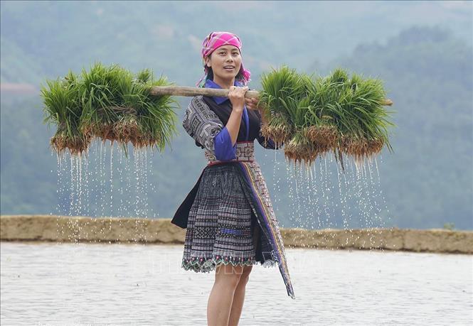 Mùa nước đổ cũng là thời điểm người dân Mù Cang Chải bận rộn bắt đầu vào vụ lúa mới. Ảnh: Khánh Hoà - TTXVN 