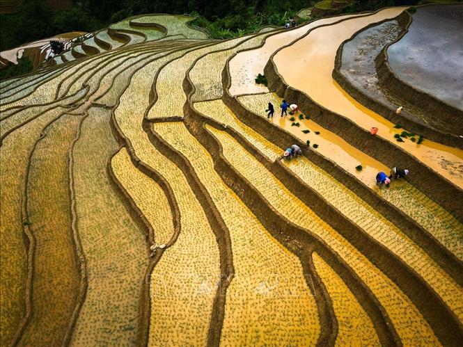 Vẻ đẹp của những thửa ruộng bậc thang mùa nước đổ tại xã Lao Chải (huyện Mù Cang Chải, tỉnh Yên Bái). Ảnh: Khánh Hoà – TTXVN 