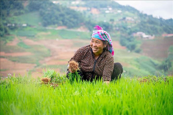 Mùa nước đổ cũng là thời điểm người dân Mù Cang Chải bắt đầu vào vụ lúa mới. Ảnh: Khánh Hoà - TTXVN 