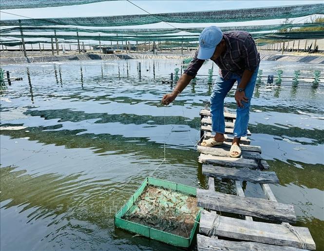 Quang Ngai farmer raises shrimps on sand in coastal water. VNA Photo