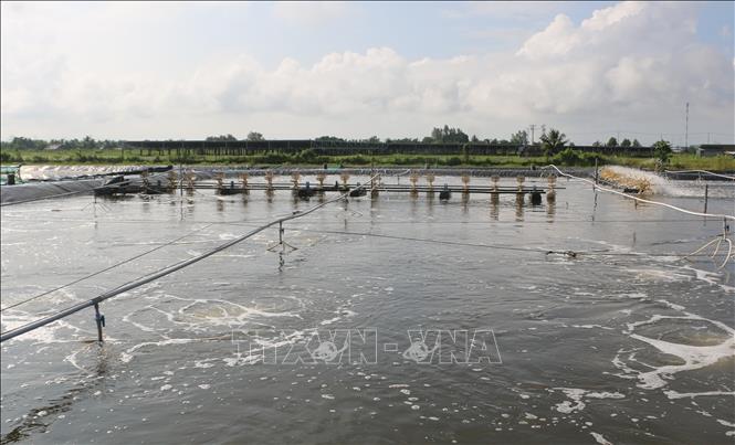 A shrimp farm in Bac Lieu province. VNA Photo
