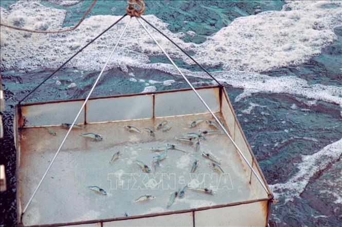 Harvesting shrimps grown with high technology in Bac Lieu province. VNA Photo