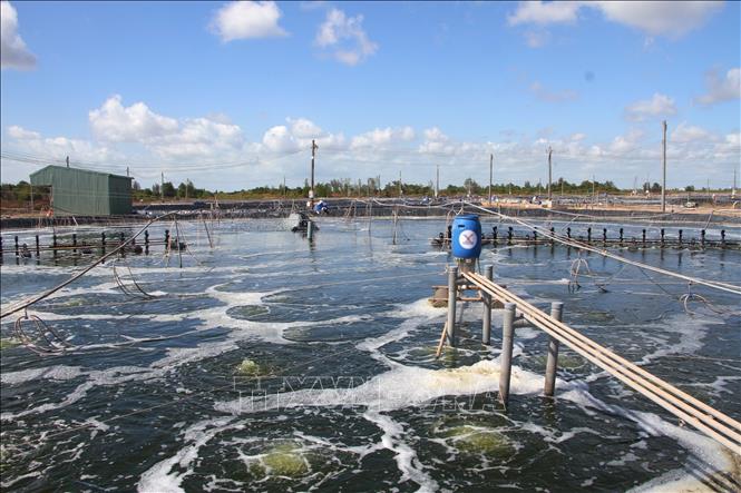 An organic shrimp farm in Bac Lieu province. VNA Photo
