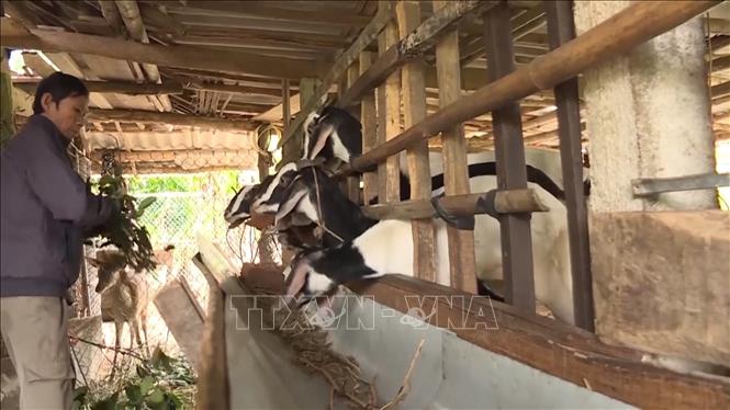 People in Long Mon commune, Minh Long district, Quang Ngai province receive financial support for husbandry. VNA Photo: Hải Âu
