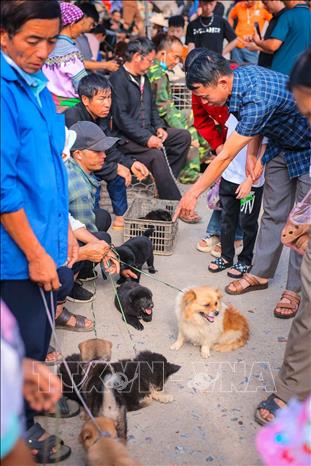 Nhiều người dân đến chợ Bắc Hà để tìm mua thú cưng. Ảnh: Hoàng Hiếu - TTXVN