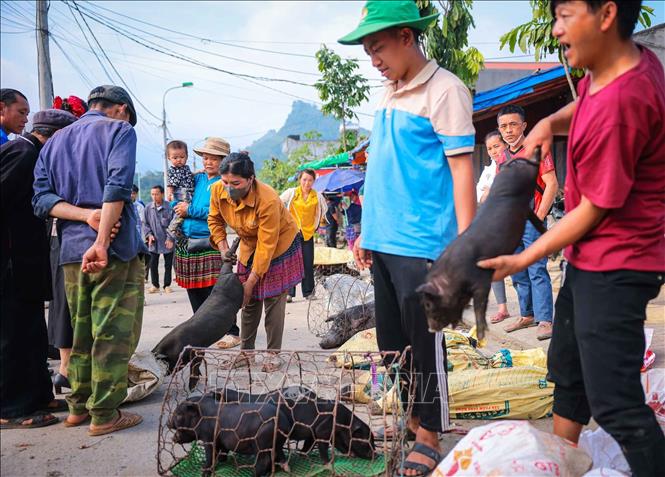 Khu vực bán gia súc, gia cầm tại chợ Bắc Hà. Ảnh: Hoàng Hiếu - TTXVN
