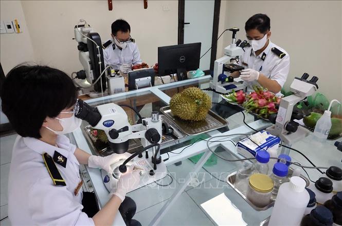 Nhân viên Chi cục Kiểm dịch thực vật vùng VII (Bộ Nông nghiệp và Môi trường) kiểm dịch trái cây xuất khẩu qua cửa khẩu Tân Thanh. Ảnh: Vũ Sinh - TTXVN