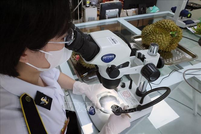 Nhân viên Chi cục Kiểm dịch thực vật vùng VII (Bộ Nông nghiệp và Môi trường) kiểm dịch mặt hàng sầu riêng xuất khẩu qua cửa khẩu Tân Thanh. Ảnh: Vũ Sinh - TTXVN