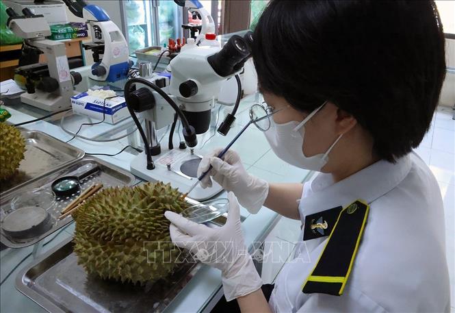 Nhân viên Chi cục Kiểm dịch thực vật vùng VII (Bộ Nông nghiệp và Môi trường) kiểm dịch mặt hàng sầu riêng xuất khẩu qua cửa khẩu Tân Thanh. Ảnh: Vũ Sinh - TTXVN
