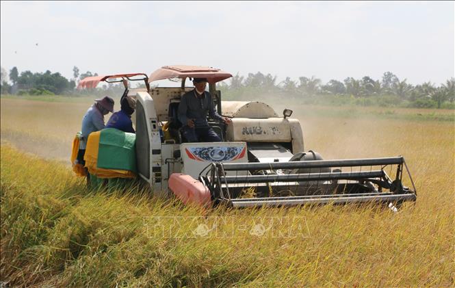 Nông dân huyện Phước Long (Bạc Liêu) sử dụng máy gặt đặp liên hợp thu hoạch lúa. Ảnh: Tuấn Kiệt – TTXVN