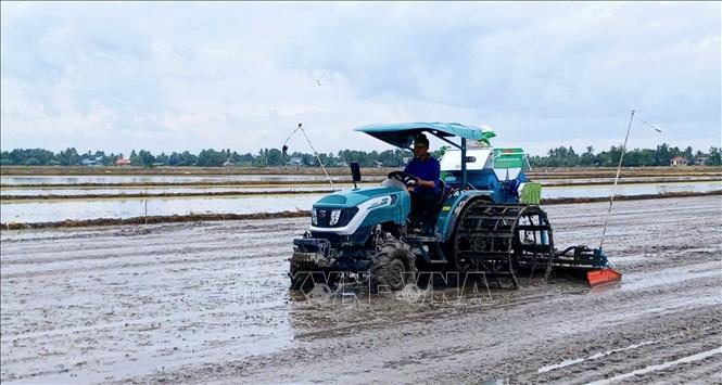 Sử dụng máy sạ hàng giúp nông dân tiết kiệm lúa giống. Ảnh: TTXVN phát