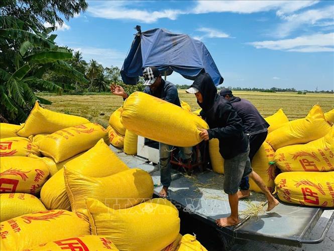 Lúa sau khi thu hoạch trên ruộng được vận chuyển đến đến các điểm tập kết đưa đi tiêu thụ. Ảnh: TTXVN phát