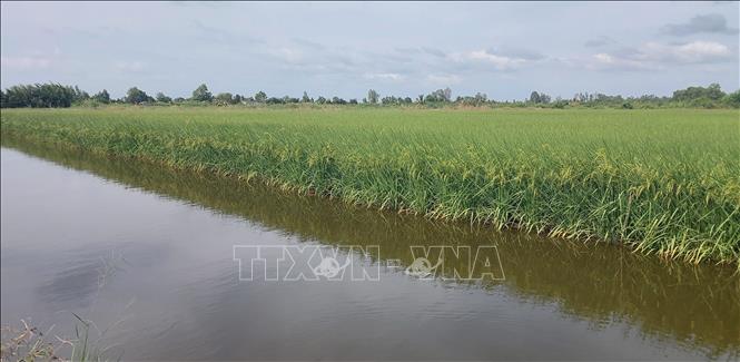 Diện tích canh tác lúa theo mô hình luân canh tôm – lúa tại Bạc Liêu. Ảnh: Tuấn Kiệt – TTXVN
