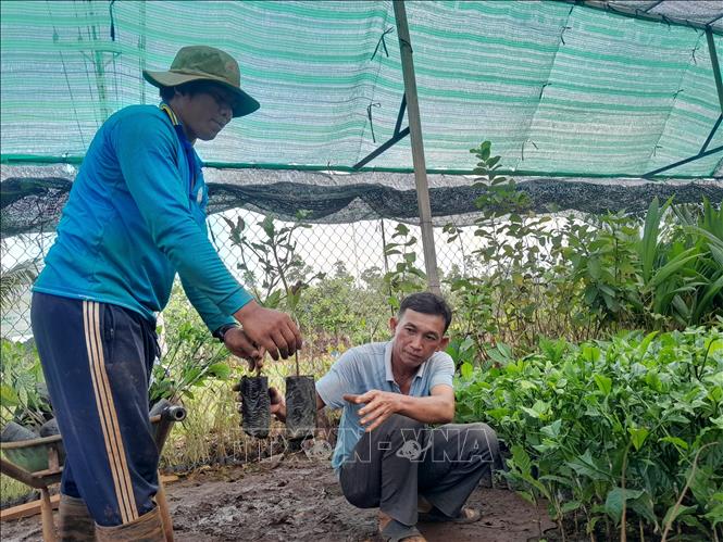 Giá cây cà phê ghép tăng từ 4.000-6.000đồng/cây. Ảnh: K GỬIH -TTXVN
