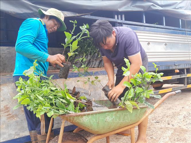 Giá cây cà phê ghép tăng từ 4.000-6.000đồng/cây. Ảnh: K GỬIH -TTXVN
