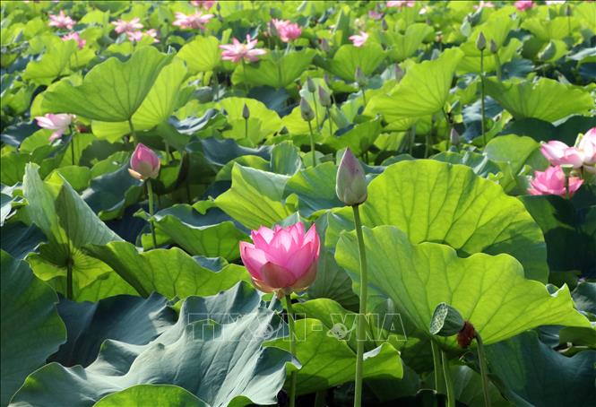 Mùa sen ở Ninh Bình ở thời điểm đẹp nhất. Ảnh: Thùy Dung - TTXVN