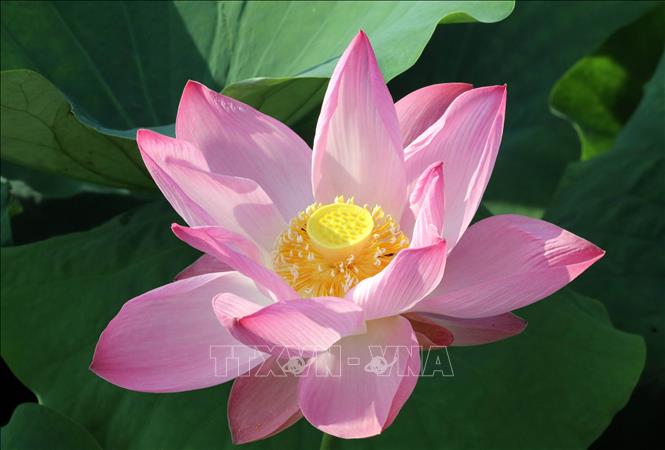 Mùa sen ở Ninh Bình đang vào độ đẹp nhất. Ảnh: Thùy Dung - TTXVN