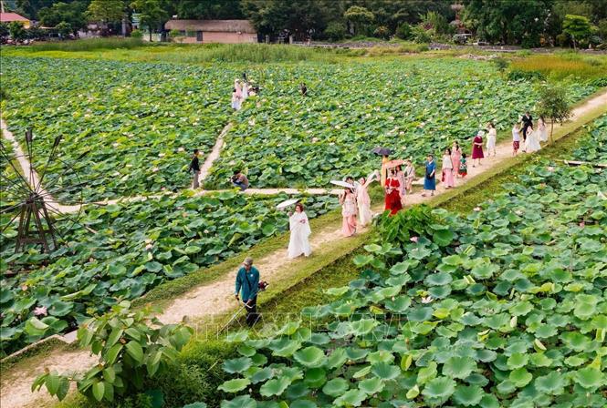 Mùa sen ở Ninh Bình vào độ đẹp nhất. Ảnh: Thùy Dung - TTXVN