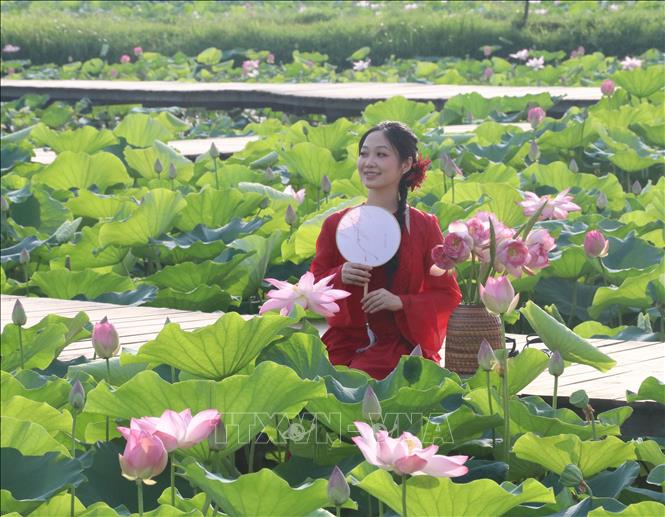 Nhiều đầm sen ở Ninh Bình trở thành điểm check-in nổi tiếng lưu lại kỷ niệm đẹp đối với khách du lịch. Ảnh: Thùy Dung - TTXVN