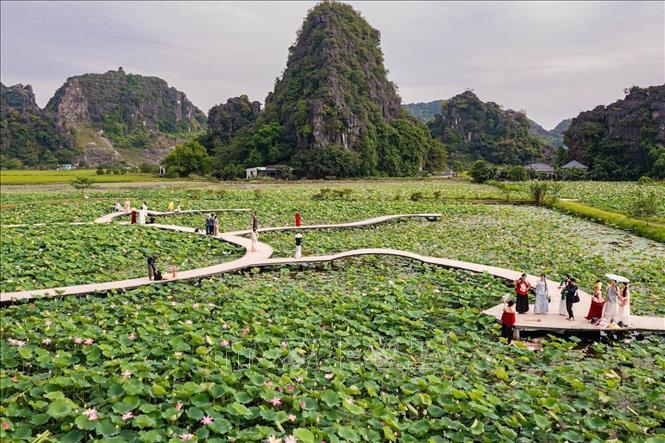 Mùa sen ở Ninh Bình vào độ đẹp nhất. Ảnh: Thùy Dung - TTXVN