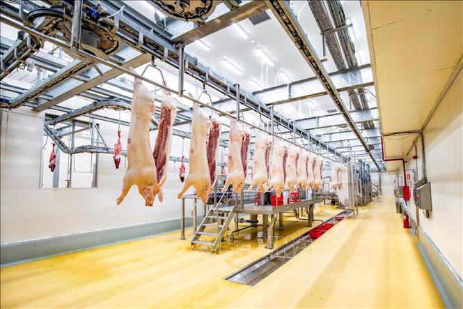 Quy trình giết mổ hiện đại trong nhà máy thịt ủ mát. Ảnh: Hương Giang - TTXVN