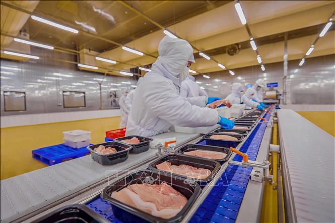 Đầy chuyền đóng gói tự động thịt ủ mát. Ảnh: Hương Giang - TTXVN