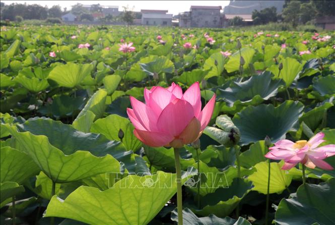Mùa sen ở Ninh Bình vào độ đẹp nhất. Ảnh: Thùy Dung - TTXVN