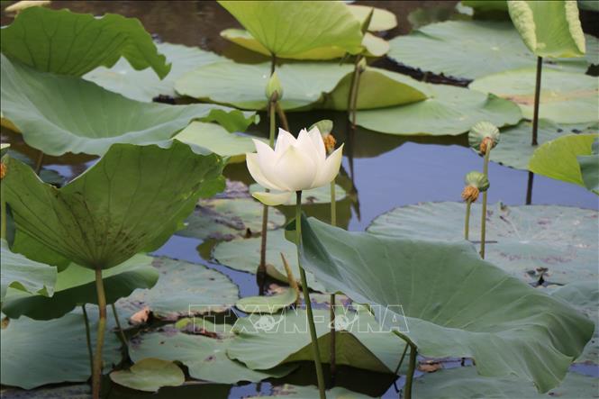 Hue's white lotus - pure and graceful. VNA Photo: Mai Trang