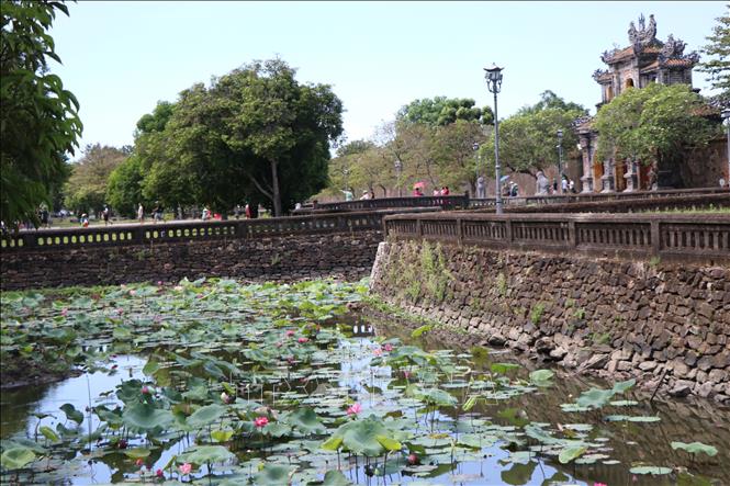 Visitors to Hue can admire the pristine beauty of lotus flowers beside the ancient, solemn walls of the Imperial Citadel. VNA Photo: Mai Trang