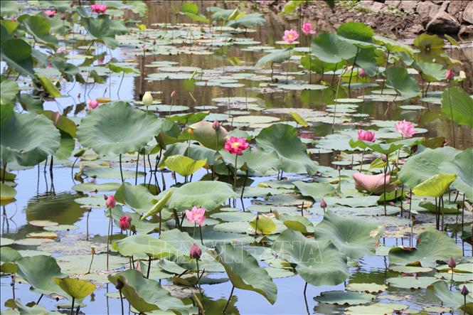 Blooming lotus paints the ponds around the ancient Hue Citadel in shades of pink. VNA Photo: Mai Trang 