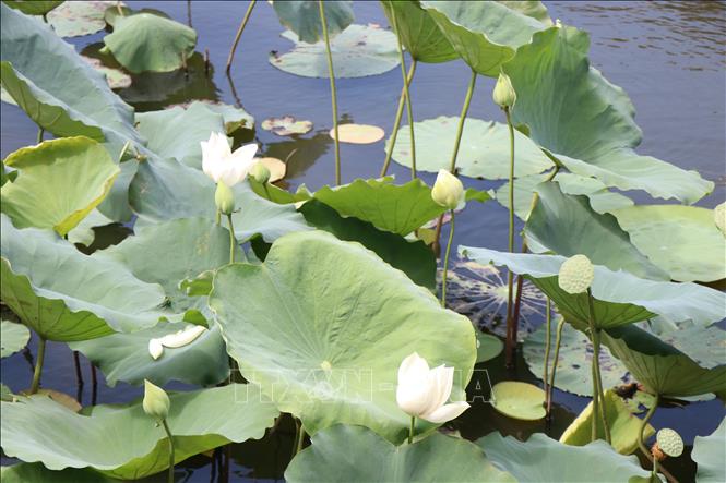 Summer marks the season when lotus ponds across Hue burst into colour and fragrance. VNA Photo: Mai Trang 