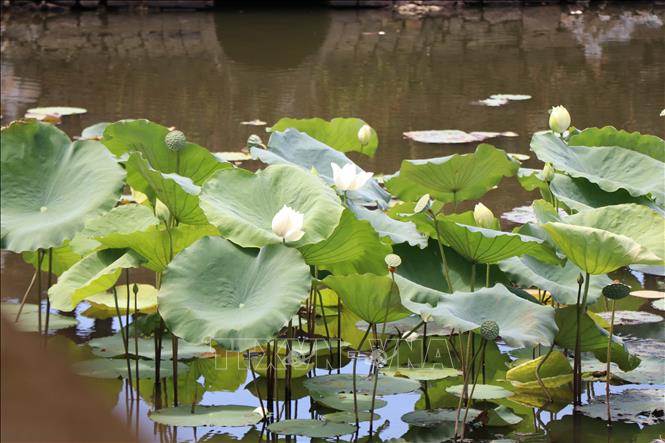 After years of research, the Hue Monuments Conservation Centre has successfully preserved and propagated white lotus varieties in ponds within the Imperial Citadel area. VNA Photo: Mai Trang 