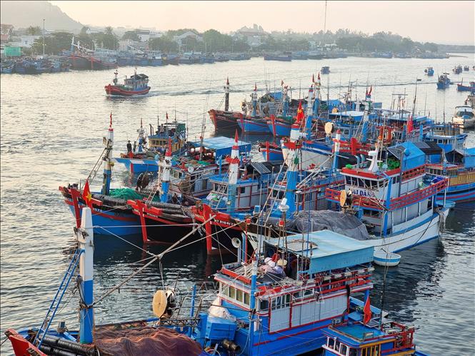 Đội tàu cá của ngư dân Ninh Thuận neo đậu tại khu vực cảng Ninh Chữ (thị trấn Khánh Hải, huyện Ninh Hải). Ảnh: Nguyễn Thành – TTXVN