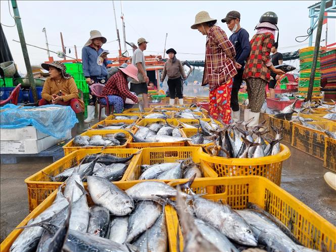 Cá được tập kết tại cảng Đông Hải (thành phố Phan Rang – Tháp Chàm, tỉnh Ninh Thuận) để bán cho thương lái. Ảnh: Nguyễn Thành – TTXVN
