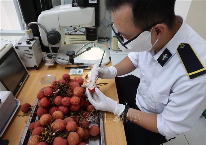 Checking fruits exported via the Tan Thanh International Border Gate. VNA Photo: Vũ Sinh