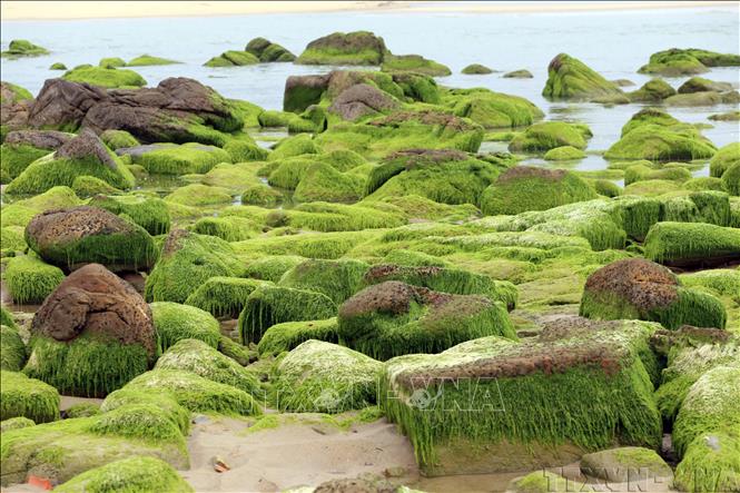 Lush green moss covering rocks creates a unique natural landscape. VNA Photo
