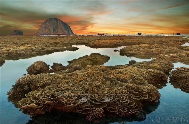 Coral reefs act as natural barriers protecting the coastline and as habitats for thousands of marine species. In photo: Coral reefs at Hon Yen, Tuy An district, Phu Yen province. Photo by courtesy/VNA