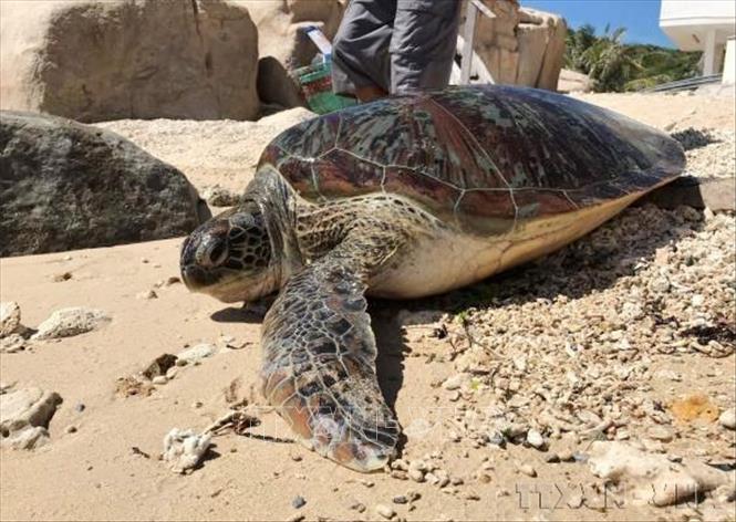 A rescued sea turtle is released into the waters of Nui Chua National Park, Ninh Thuan province. Photo by courtesy/VNA