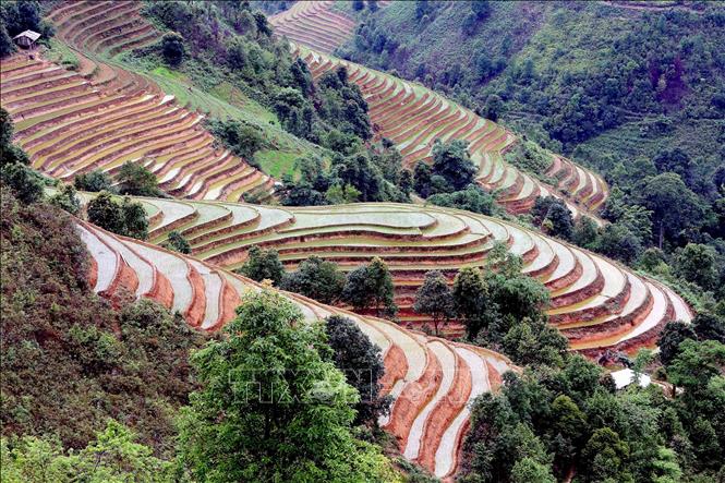 Terraced fields are a highlight of the Northwest mountains and forests, especially during the time when the rice is ripe for harvest and the season of pouring water. VNA Photo: Quang Quyết