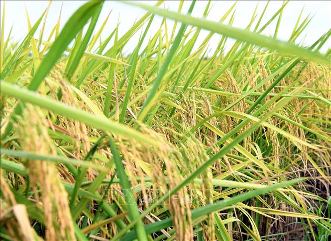 Giống lúa ST25 do các nhà khoa học Sóc Trăng lai tạo. Ảnh: Trung Hiếu - TTXVN
