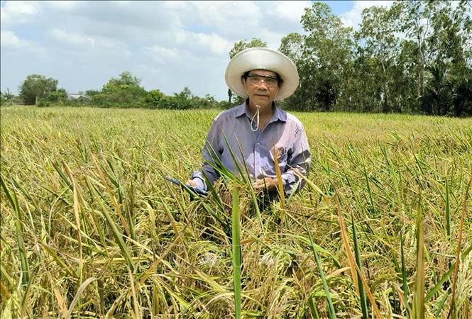 Tiến sĩ Trấn Tấn Phương trên đồng lúa ST25. Ảnh: Trung Hiếu - TTXVN