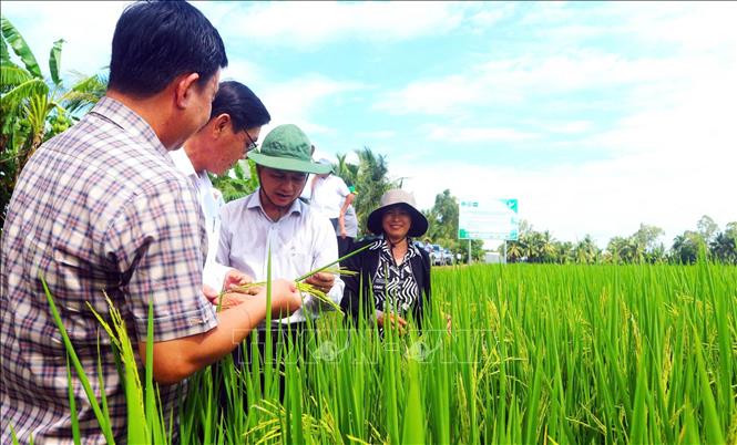 Ts. Trần Tấn Phương (đeo kính) cùng lãnh đạo tỉnh Sóc Trăng kiểm tra sinh trưởng cây lúa ST25. Ảnh: Trung Hiếu - TTXVN