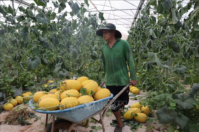 Trồng dưa lưới công nghệ cao doanh thu mỗi thành viên hợp tác xã lên tới hơn 1 tỷ đồng/năm. Ảnh: Hoàng Nhị - TTXVN