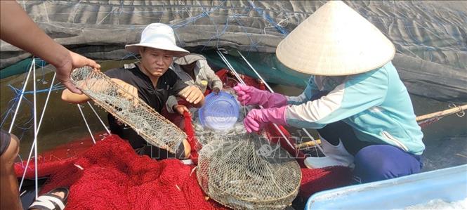 Thu hoạch tôm nuôi công nghệ cao tại Hợp tác xã Chợ Bến, huyện Long Đất. Ảnh: Hoàng Nhị - TTXVN