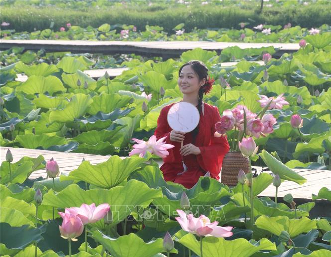 Visitor comes to Ninh Binh's lotus ponds to pose for great photos. VNA Photo: Thùy Dung