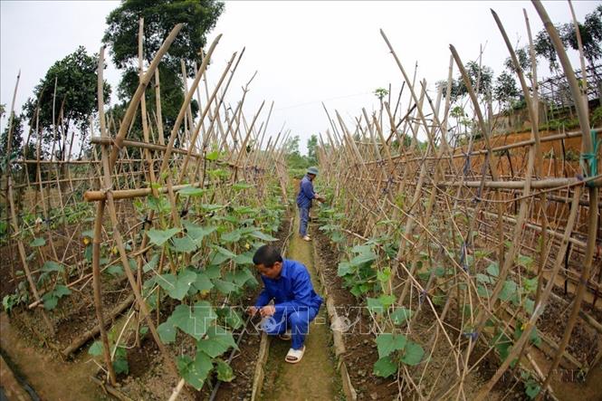 Học viên cơ sở Cai nghiện ma túy tỉnh Yên Bái tăng gia sản xuất. Ảnh: Tuấn Anh - TTXVN