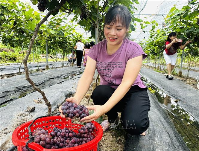 Thu hoạch nho Hạ đen. Ảnh: Đức Thọ - TTXVN