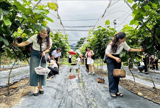Khách tham quan vườn nho Hạ đen. Ảnh: Đức Thọ - TTXVN