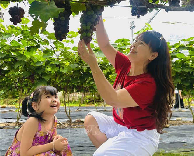 Khách tham quan vườn nho. Ảnh: Đức Thọ - TTXVN