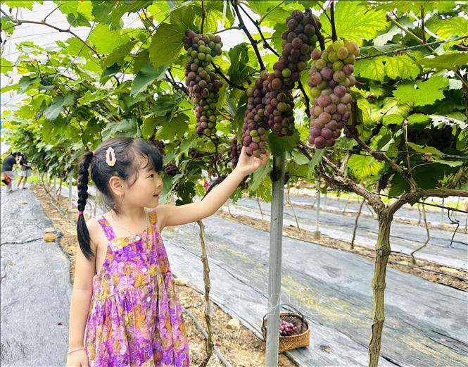 Du khách nhí trải nghiệm tại vườn nho Hạ đen. Ảnh: Đức Thọ - TTXVN